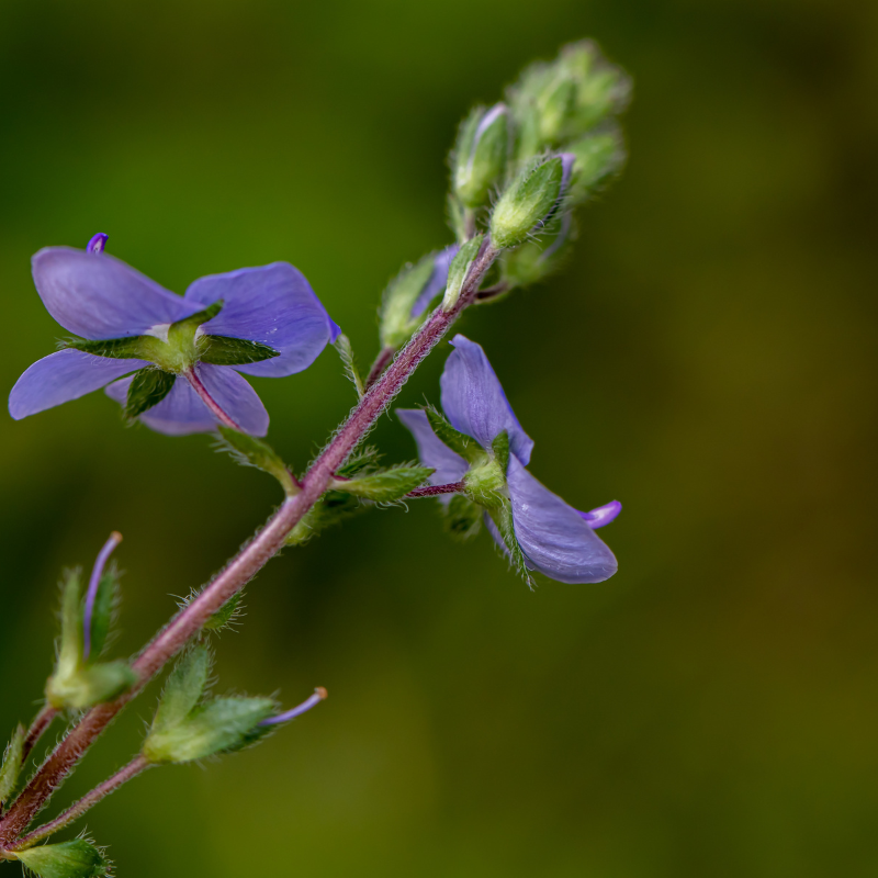 FADOGIA AGRESTIS